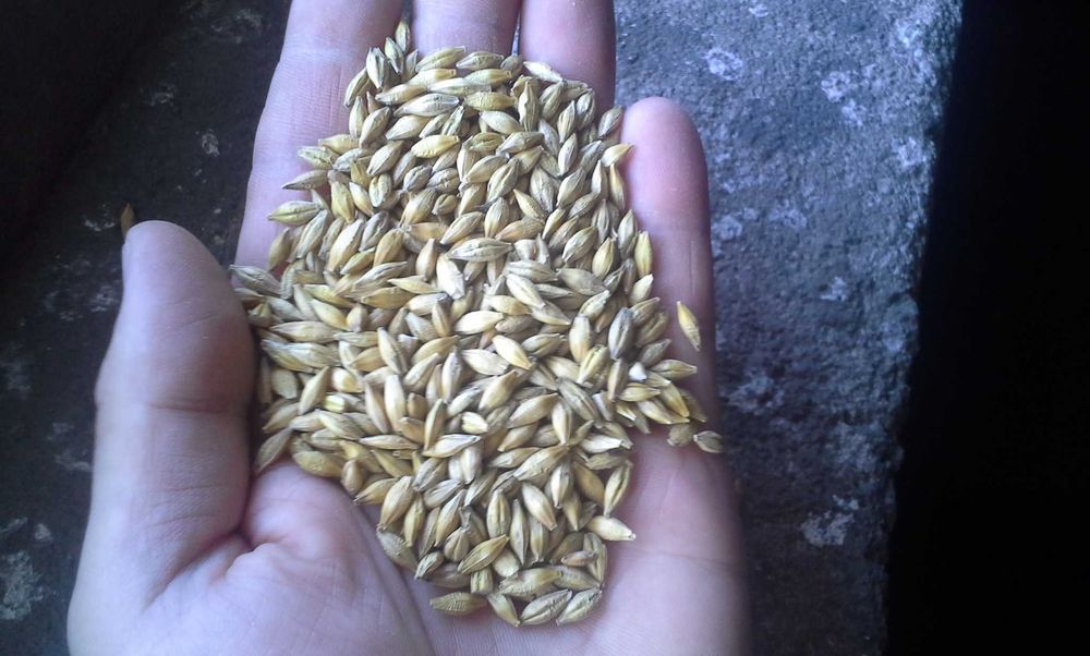 jęczmień ozimy paszowy