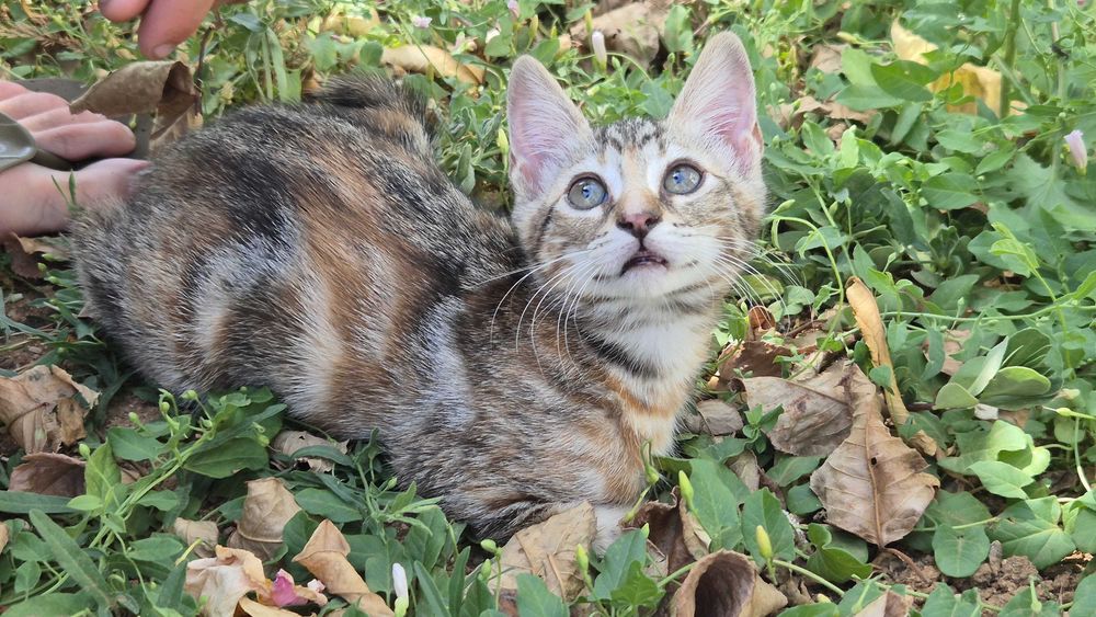 Gatinhos para dar