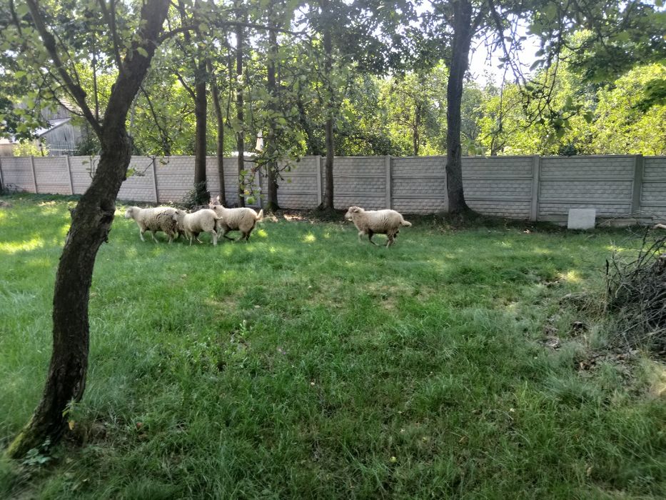 Owce młode baranki