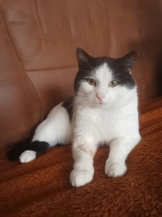 Bonifacy 2 lata ,przyjazny,adopcja.