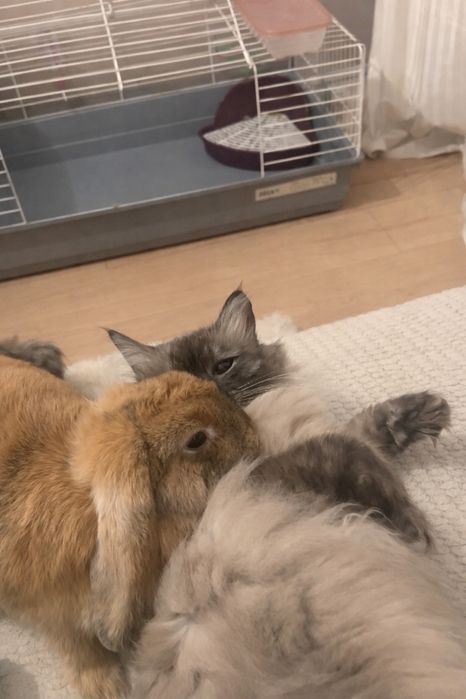 Krolik mini loop