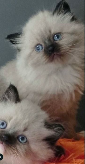 Регдолл неймовірна порода