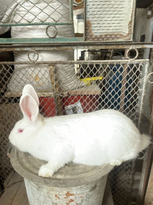 Кролі кролики термонці термонська біла