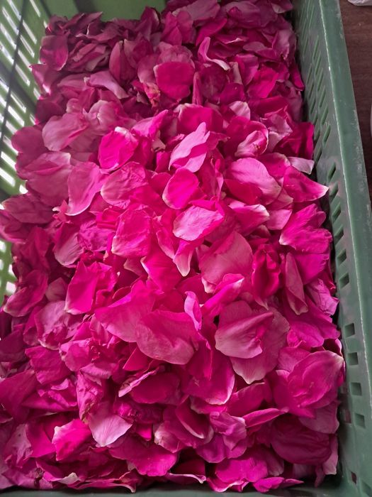 Olejek różany/macerat 20ml