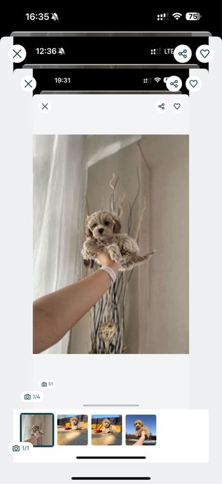 _ Микро мини бейби фейс мальтипу ,