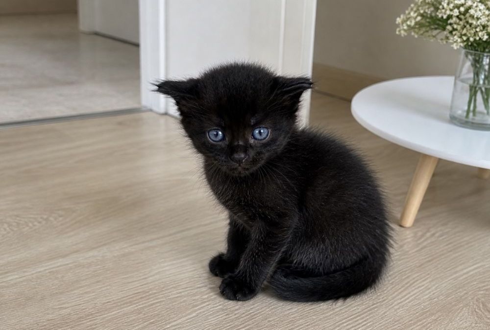 Британские котята