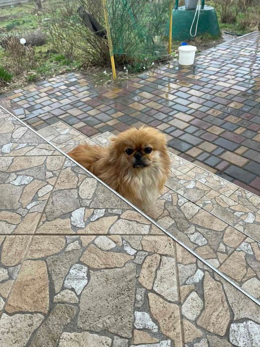 Продам пекінеса,хлопчик