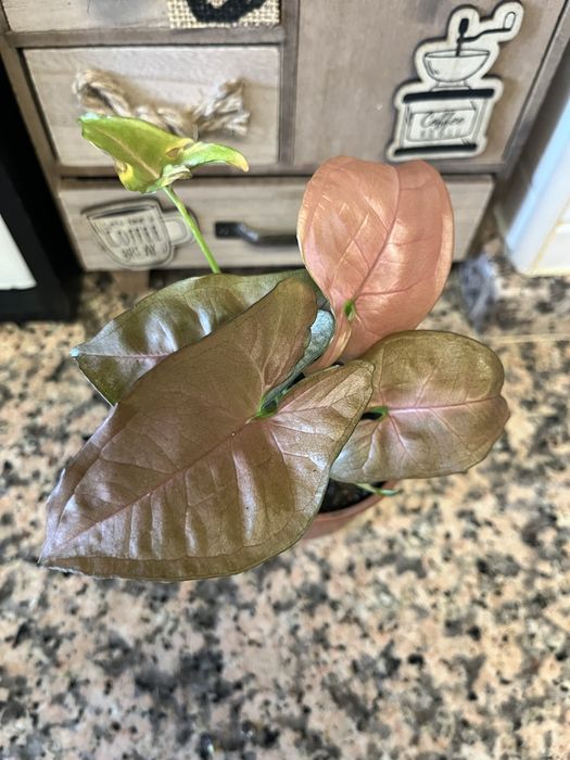 Plantas disponíveis para venda