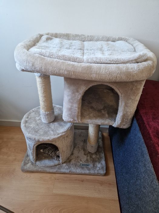 Doação gatinha bebé de 2 meses com kit