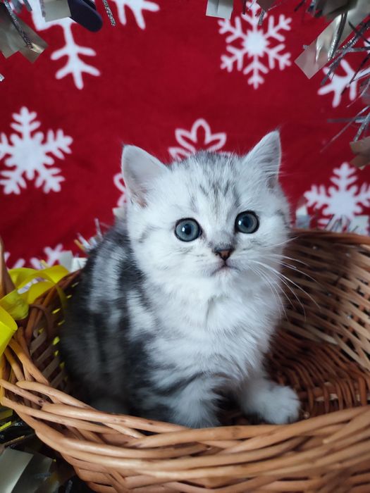 Котята шотландские, вискасный котенок