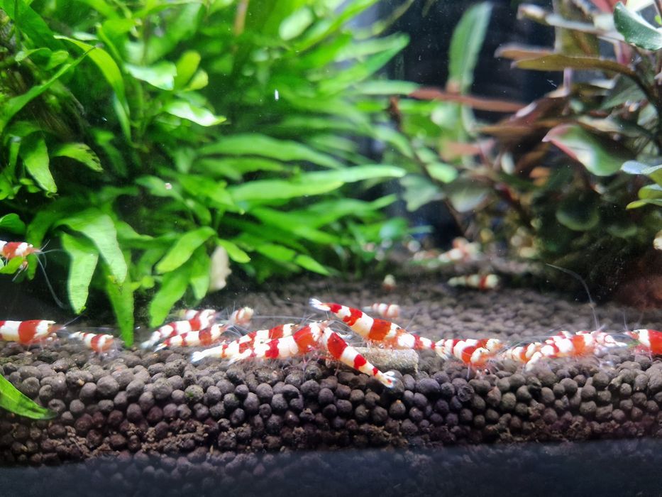 Krewetki caridina PRL PURE Red Line