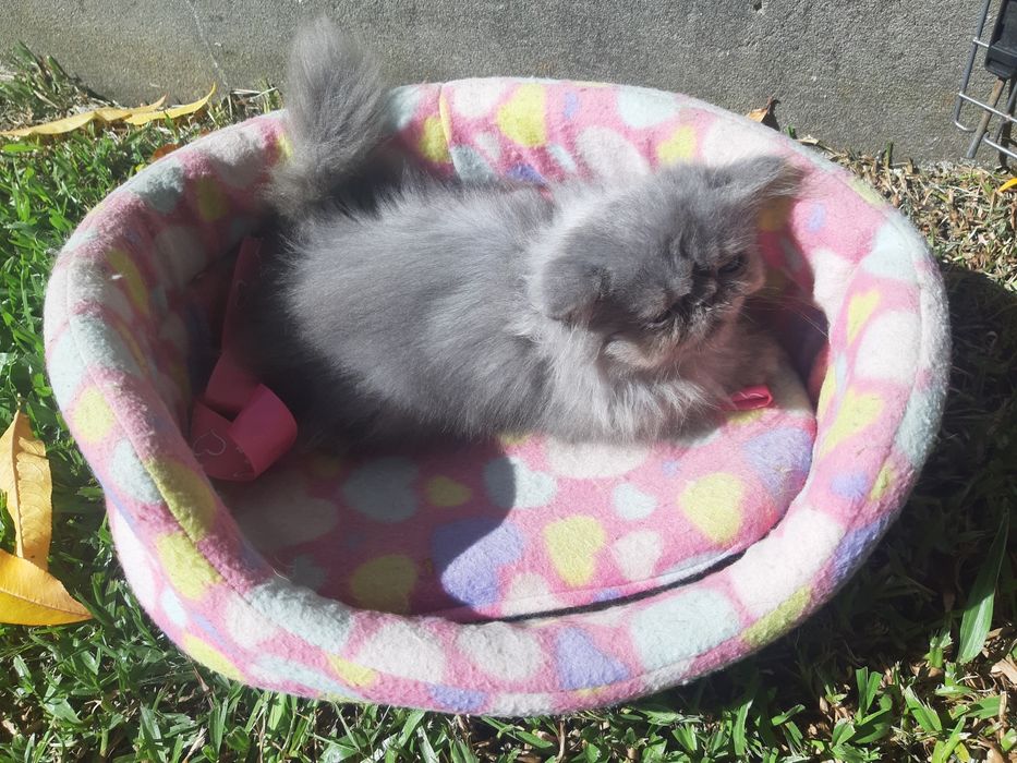 Gato persa azul(cinza)