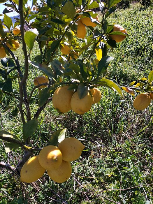Limões Biologicos casca fina