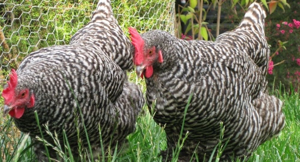 Galinhas poedeiras de várias raças/ mil flores, leghorn perdiz.
