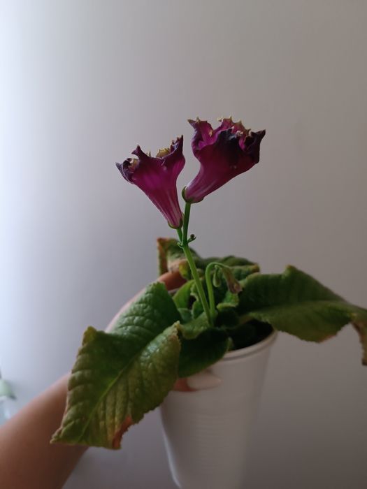 Skrętnik streptocarpus kwitnąćy  Dem-Korall