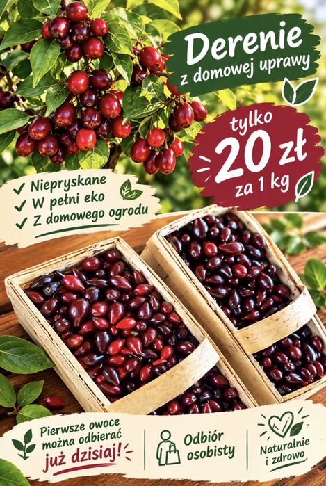 Dereń owoce z domowego ogrodu