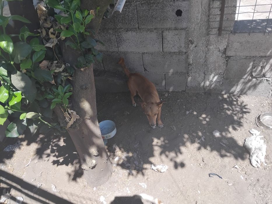 Podenga anã para adopção