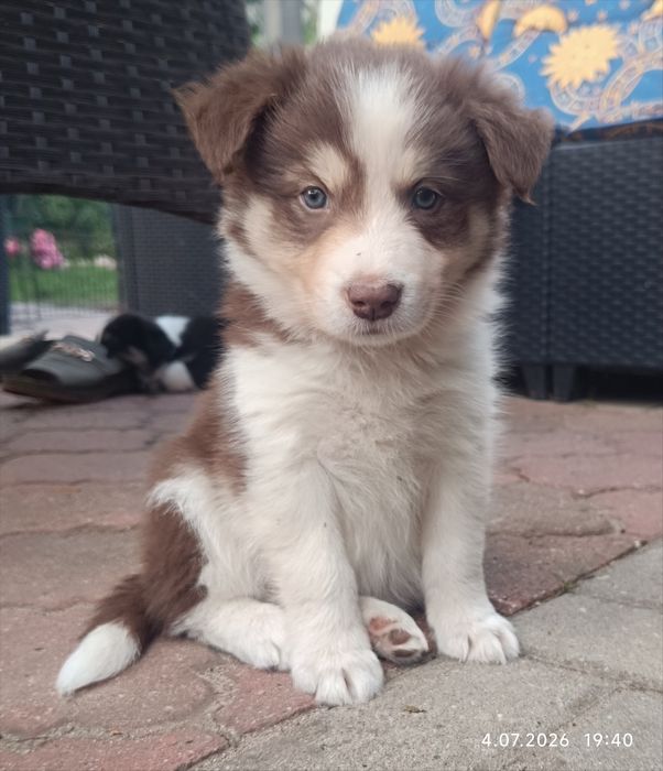 Szczeniak Border collie o umaszczeniu Red Tricolor ( często mówi się: czekoladowo-biały z podpalaniem lub brązowy tricolor).