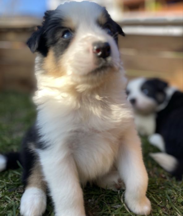 Border collie szczeniaki blue merle