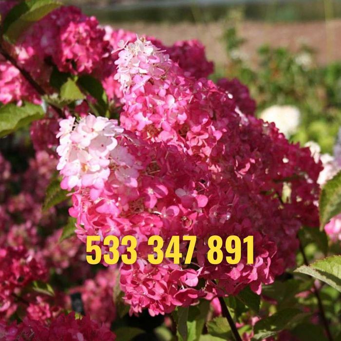 Hortensja 30-50 cm promocja z dostawą gratis