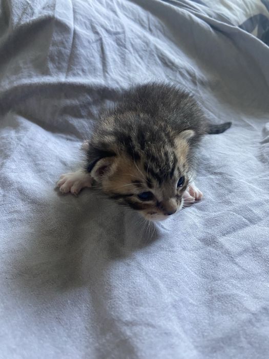 5 Gatinhos à Procura de um Lar Amoroso