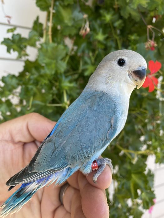 Agapornis domesticado azul