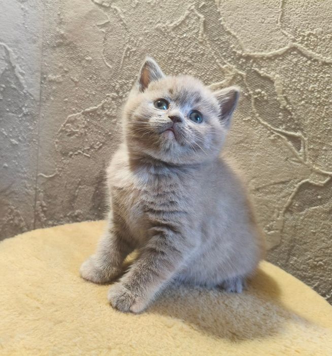 Продам британських котят