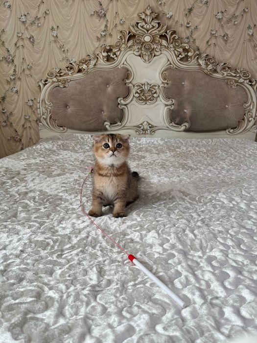 Шотландський висловухий хлопчик золота шиншила; Шотландські кошенята