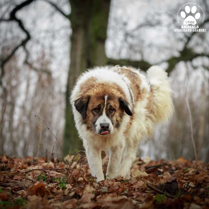 Beńka w typie Bernardyna szuka domu