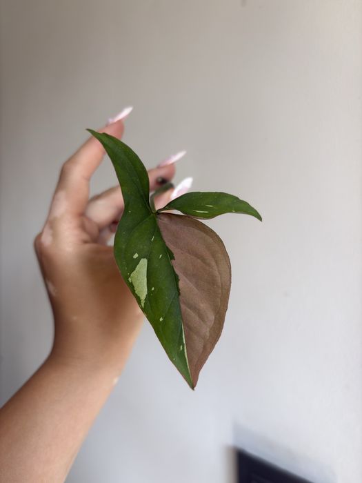 Syngonium red spot tricolor