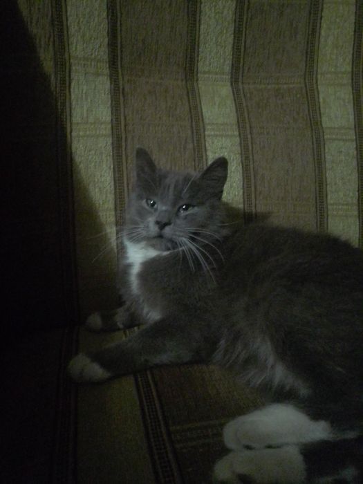 Отдам даром в добрі руки красивую кошечку съемку