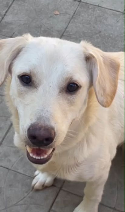 Отдам даром в добрые руки собаку метис лабрадора