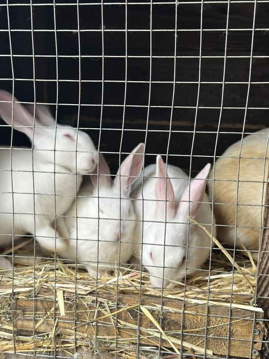 Продам кроликов  и крольчатльчат
