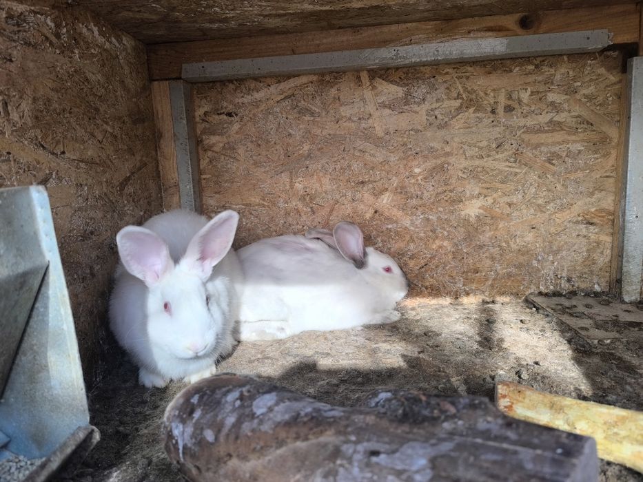 Кролики молодняк