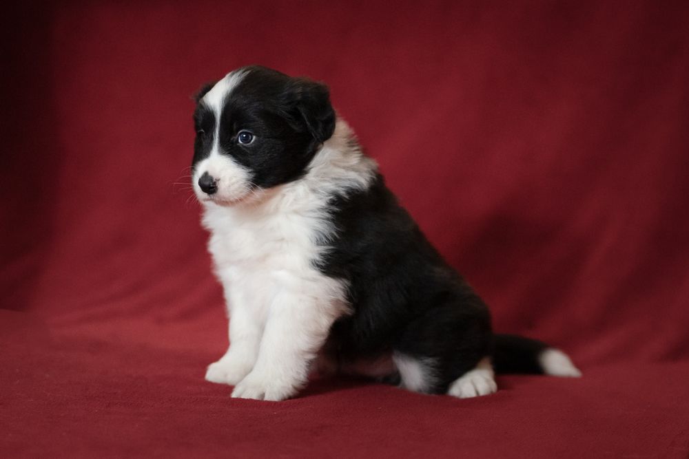 Border collie chłopiec nr 1 /genetyka/stawy/RTG/wyprawka