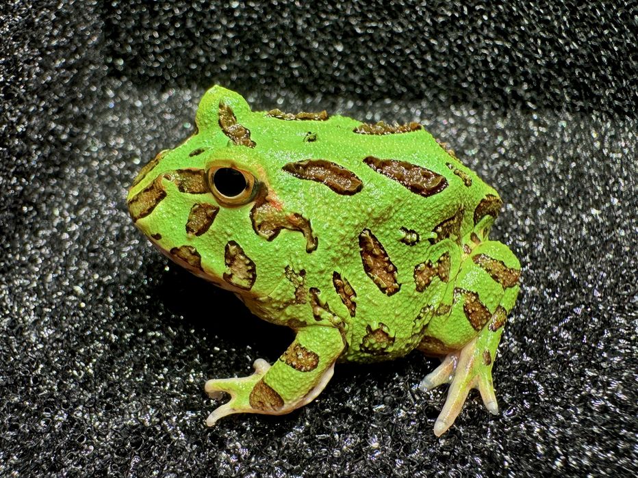 Żaba rogata Ceratophrys różne
