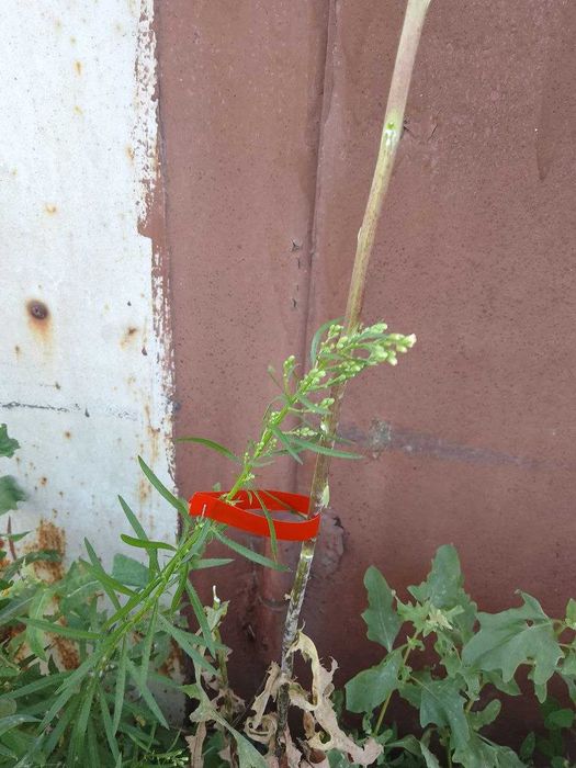 Набор для подвязки винограда, степлер, тапенер Tapetool, Тайвань