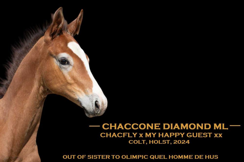 2-letni ogier po Chacfly PS