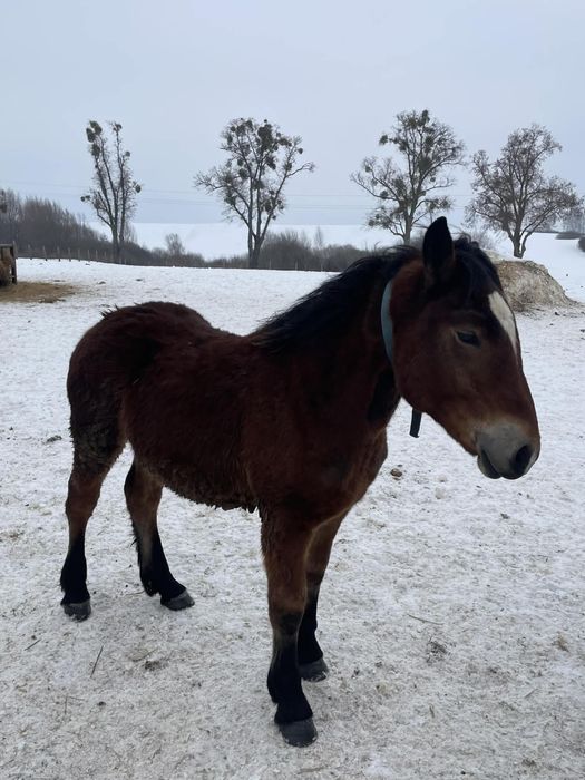 Sprzedam ogiery jalowki