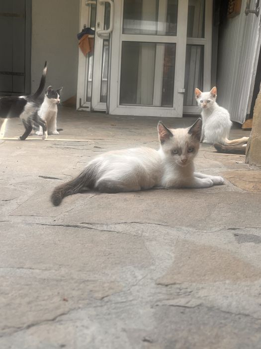 Віддамо кошенят безкоштовно
