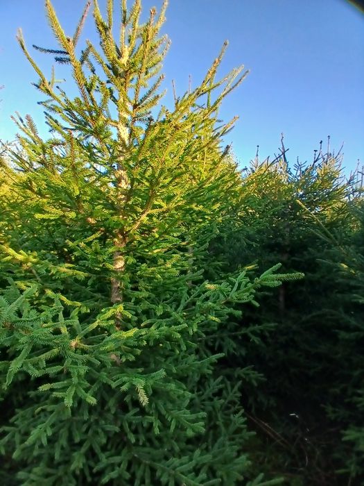 Sprzedam świerki/choinki/świerk srebrny serbski/plantacja