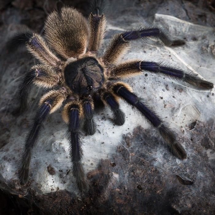Monocentropus balfouri - L2