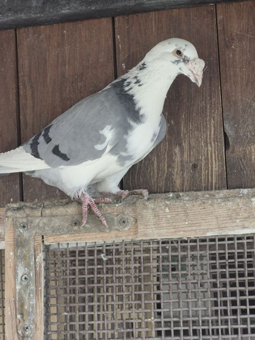 Gołebie Staropolskie