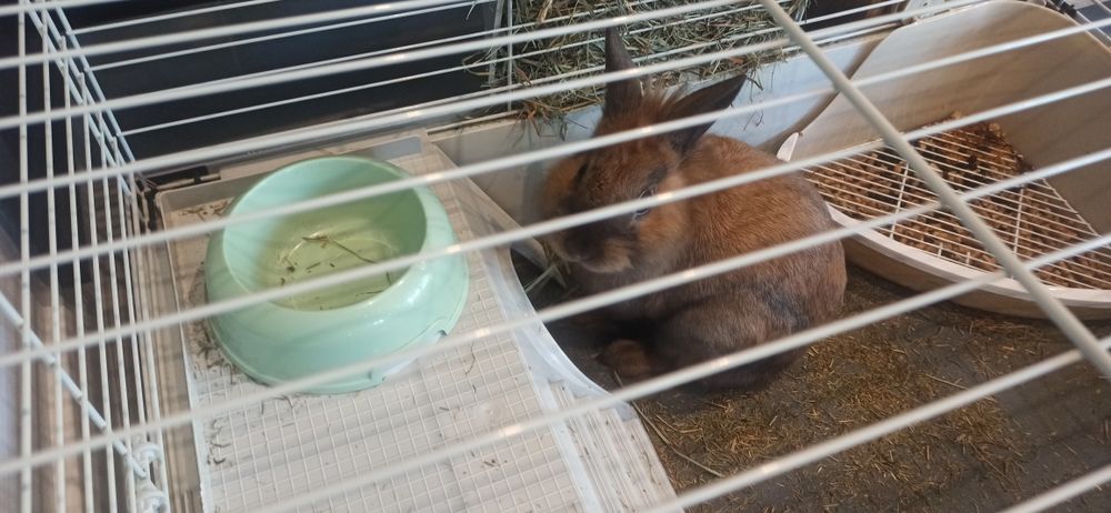 Królik miniaturka plus klatka i wszystkie akcesoria