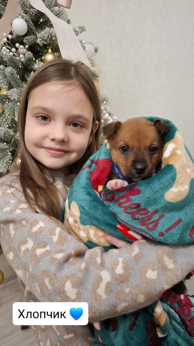 Манюні у пошуках люблячої родини. Вік 1,5 міс. Оброблені від паразитів