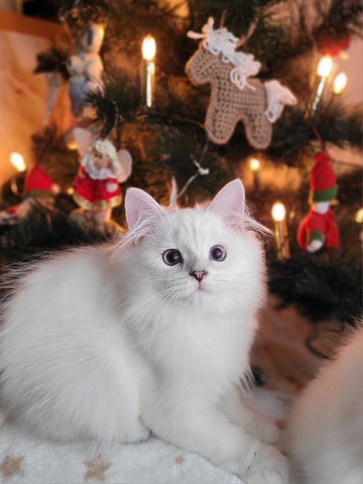 Британський хлопчик срібляста шиншила поінт