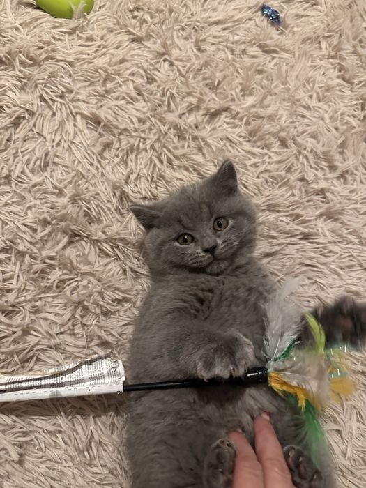 Sprzedam kotke brytyjska niebieska