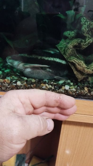 Продам акваріумні рибки