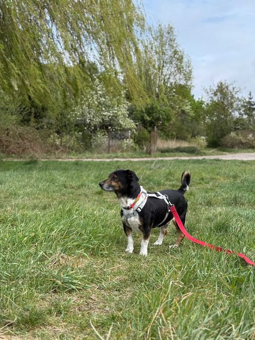 Malutki Gucio do adopcji