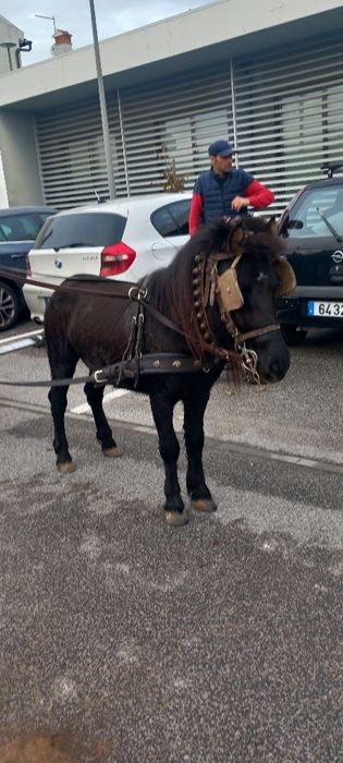Poney  mansinho  bem engatado e montado